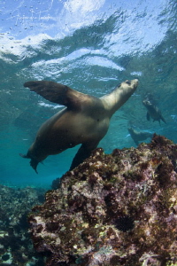 Sea Lion playing with Us, Bahia Magdalena Mexico by Alejandro Topete 